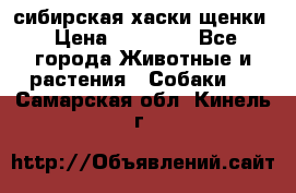 сибирская хаски щенки › Цена ­ 10 000 - Все города Животные и растения » Собаки   . Самарская обл.,Кинель г.